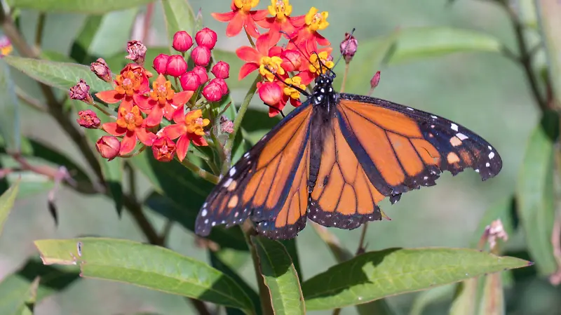 Mariposa monarca